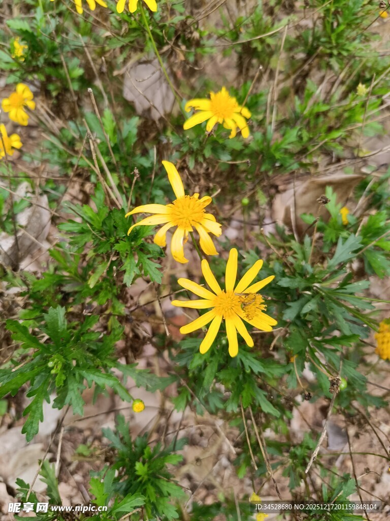地上绽放的黄色小花