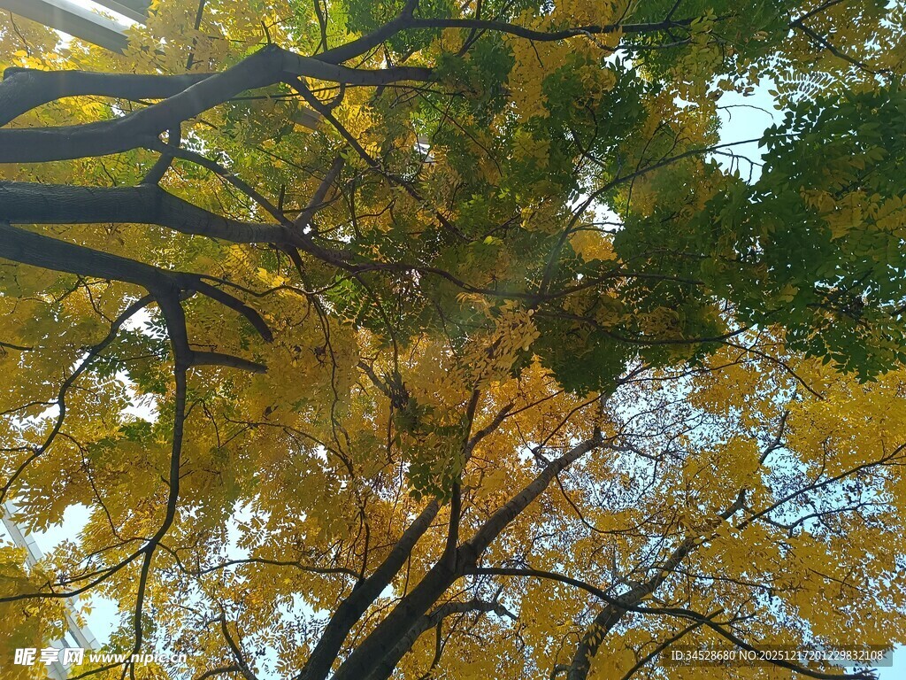 仰观秋日斑斓树林