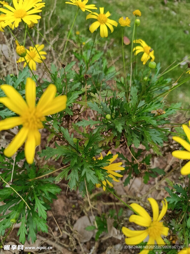 黄色小花绽放于草地