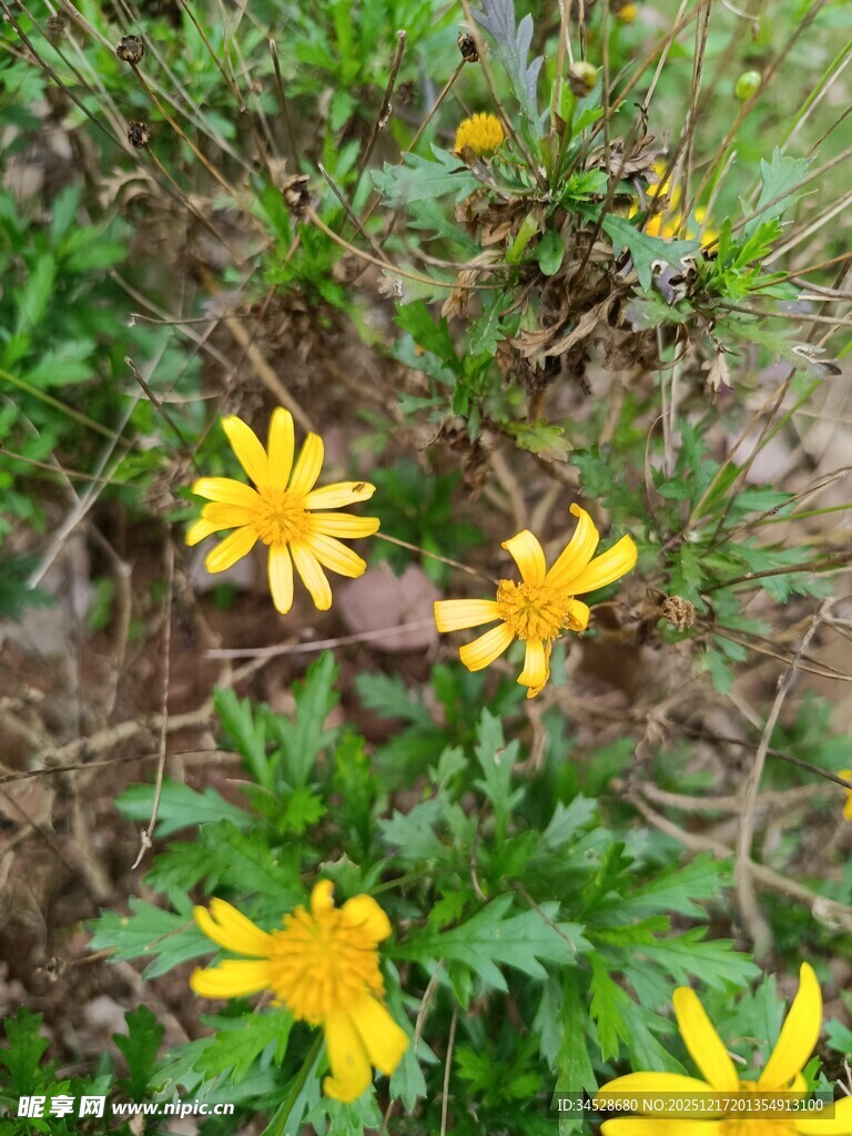 草丛中的黄色小花