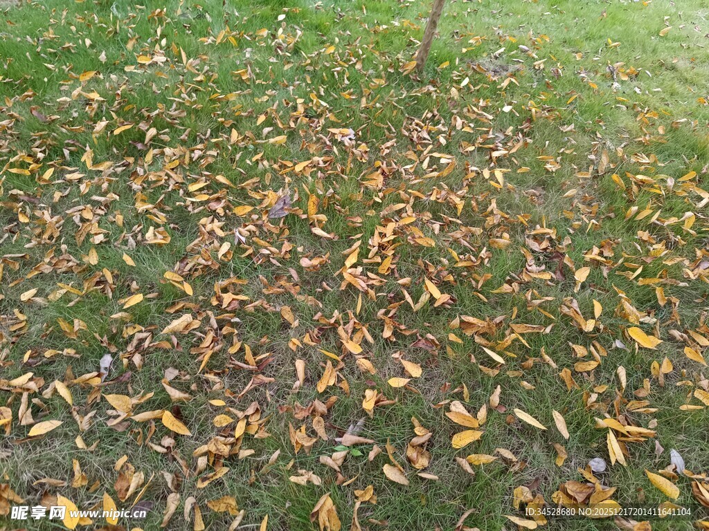 落叶铺地的秋日景象