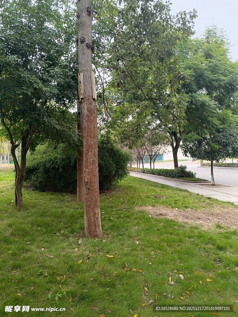 公园草地旁的树木景观