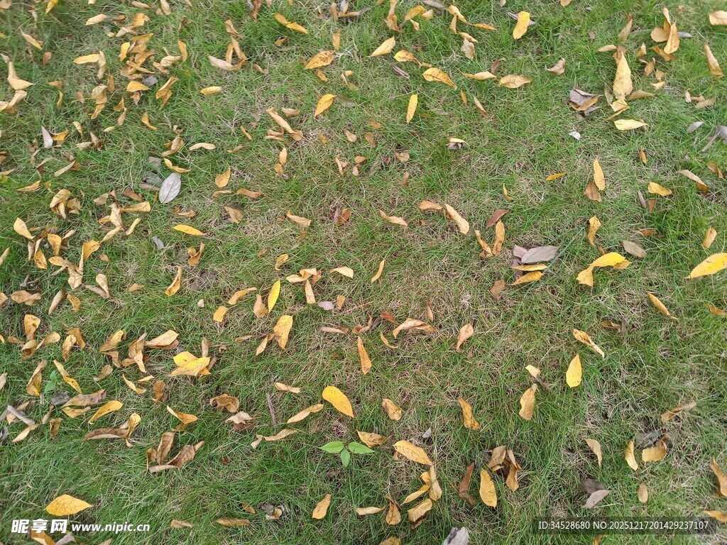 草地上散落的金黄树叶