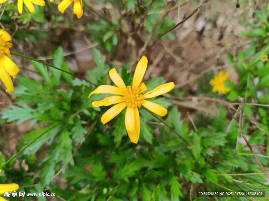 黄色小花绽放于绿叶间