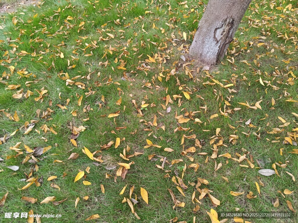 树下落叶铺就秋日美景