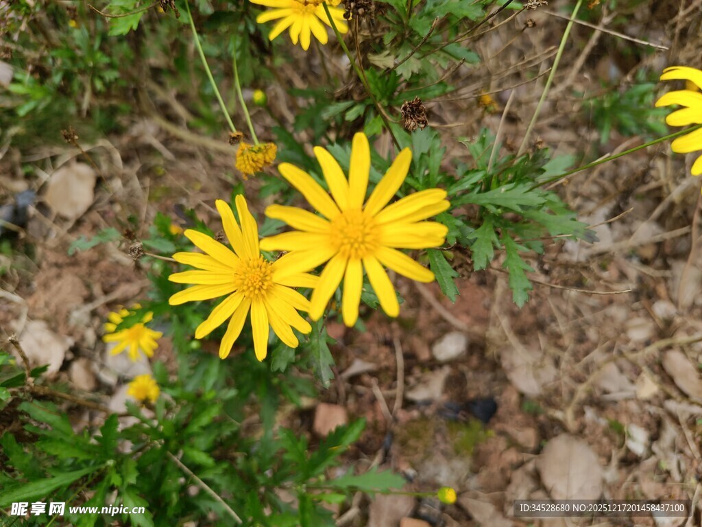 野外绽放的黄色小花