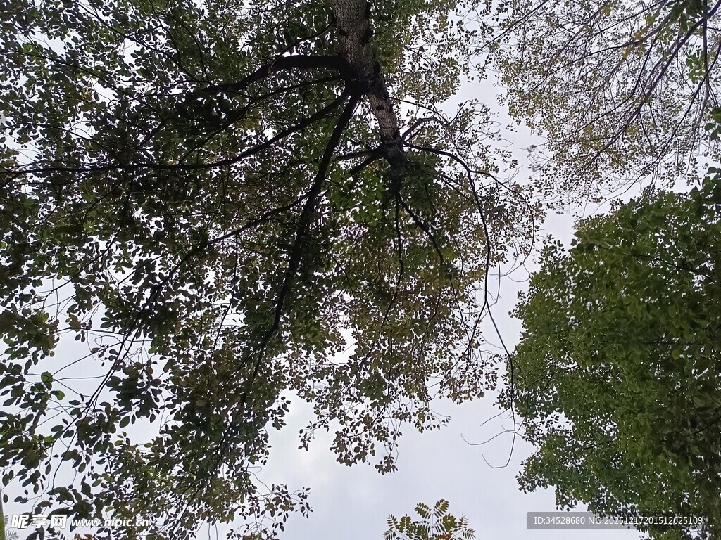 仰视冬日树林雪景