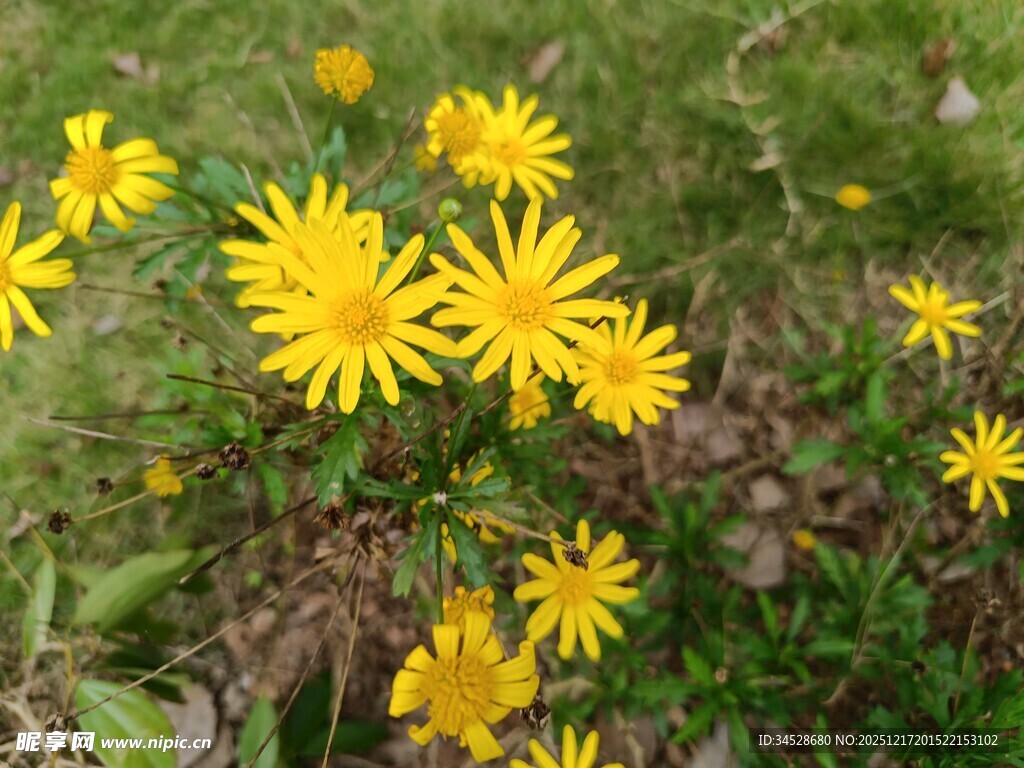 黄色小花绽放于草地