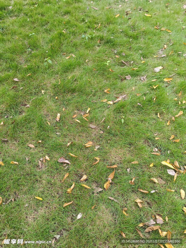 草地落叶景象