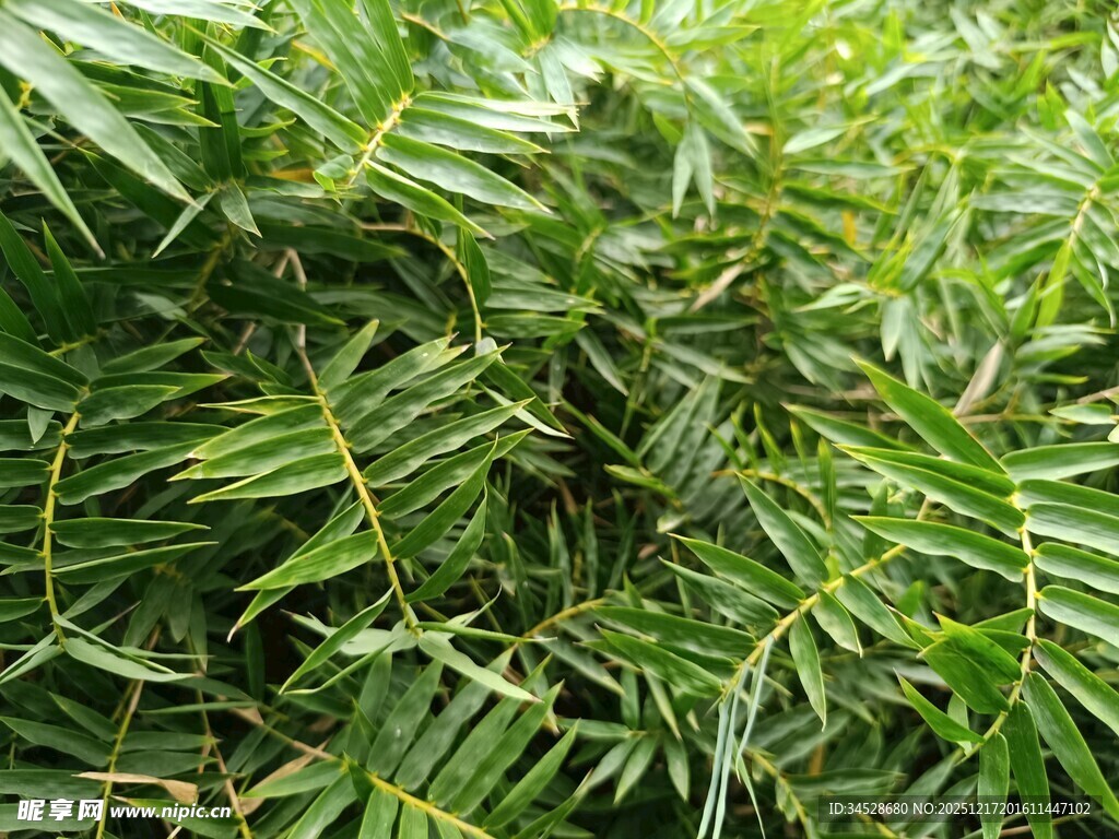 翠绿繁茂的热带植物景观
