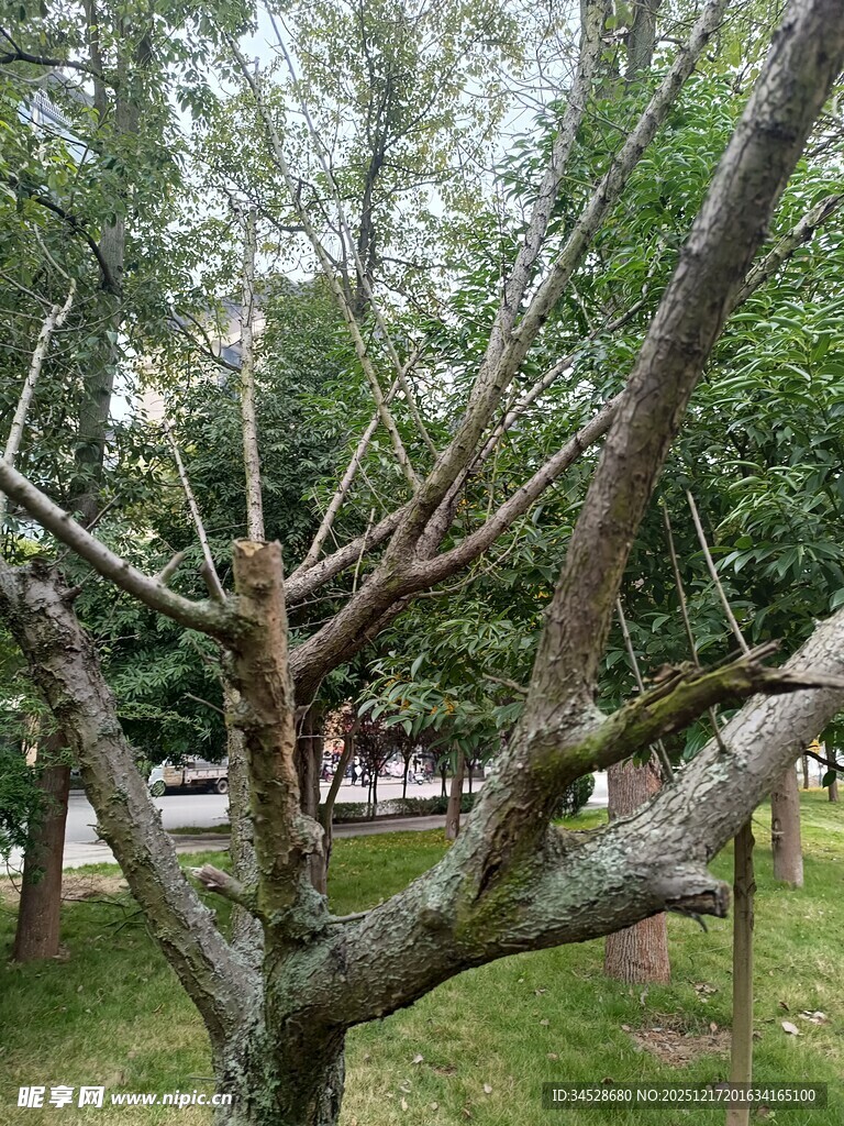 公园中光秃枝干的树木