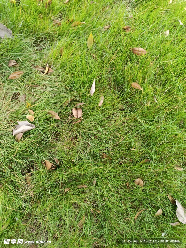 草地上散落的枯叶