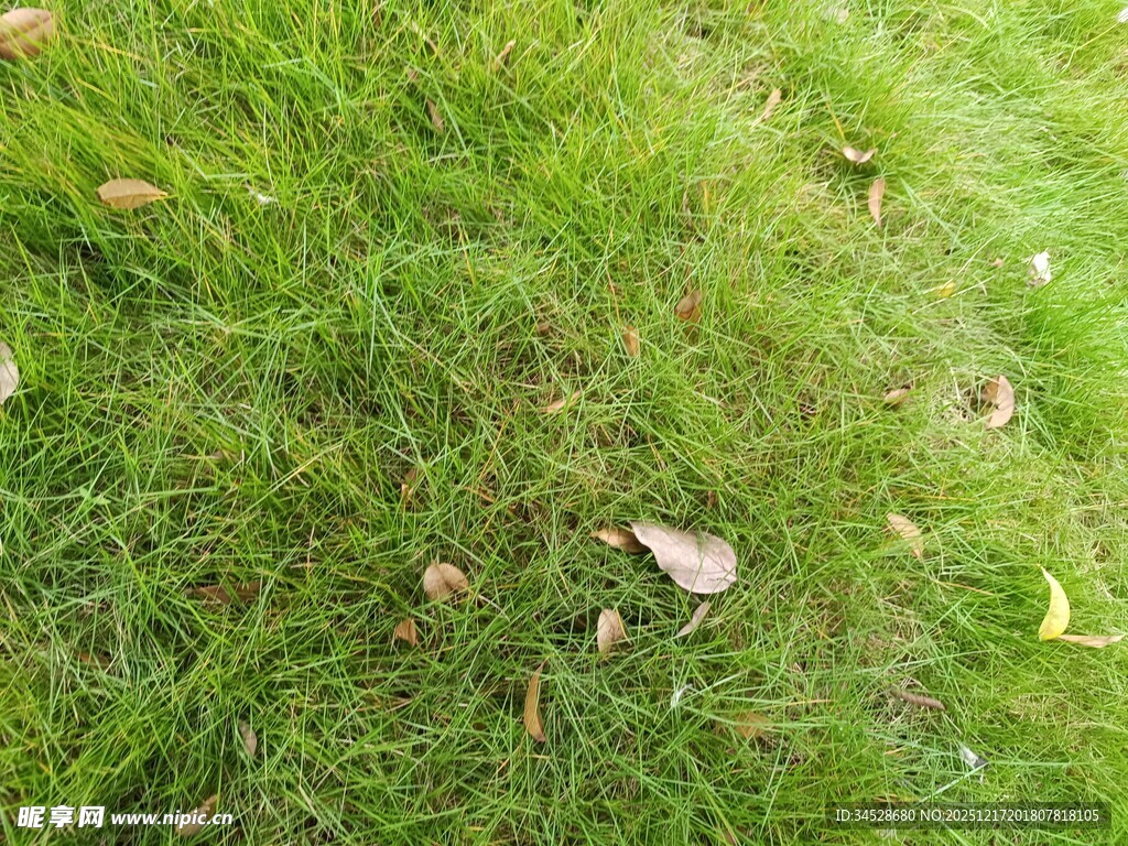 翠绿草坪上的零星落叶