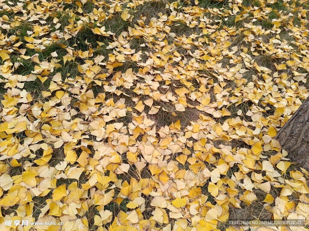 金黄落叶铺满地面的美景
