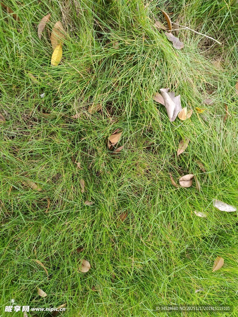 翠绿草地间散落枯黄树叶