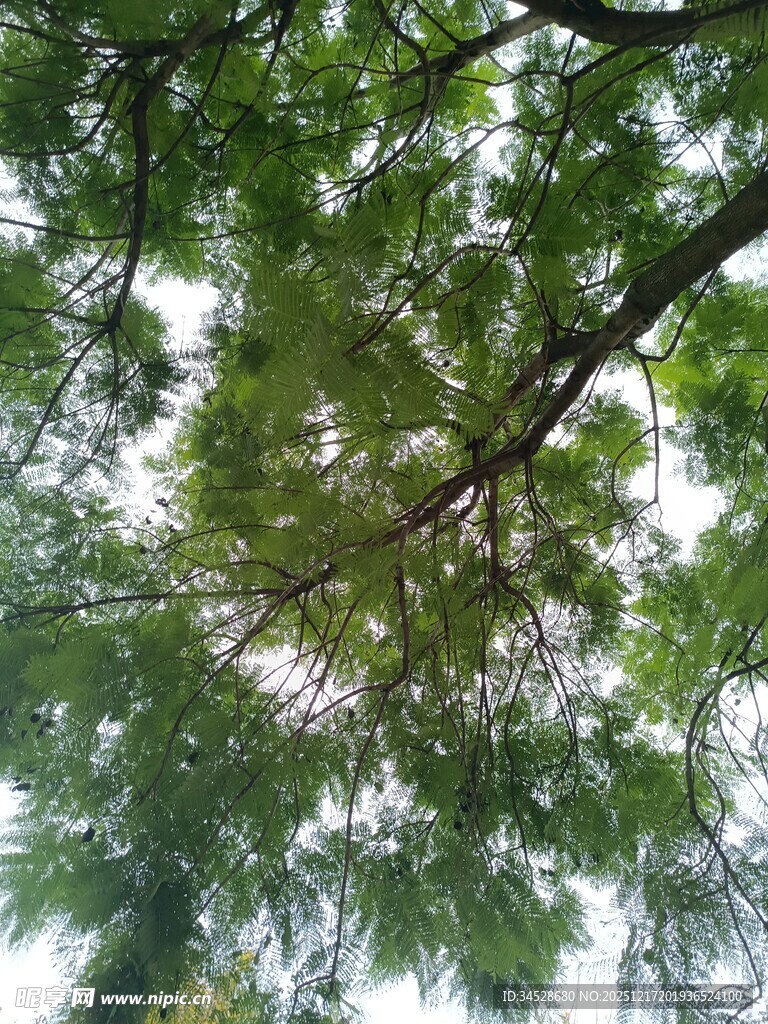 仰视葱郁树冠
