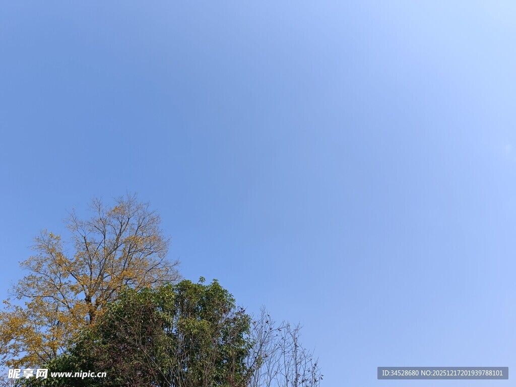 蓝天之下的树木景观