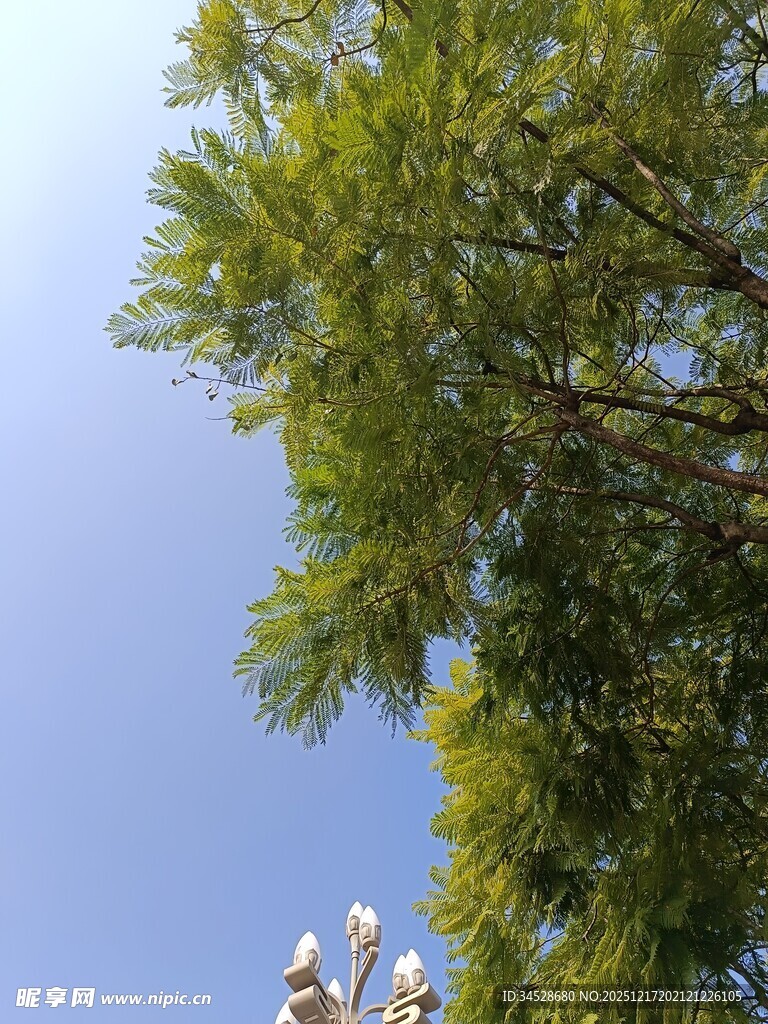 仰视翠绿繁茂树木枝叶