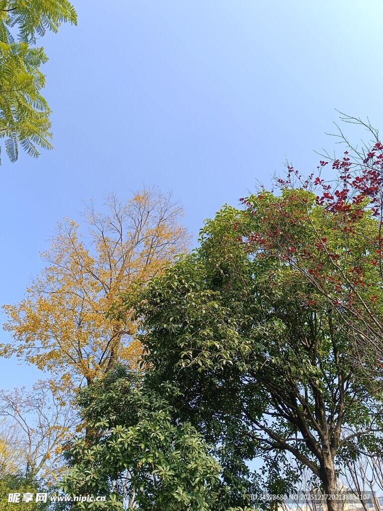 秋日多彩树木与蓝天