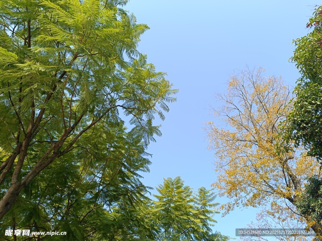 蓝天绿树间的清新景致