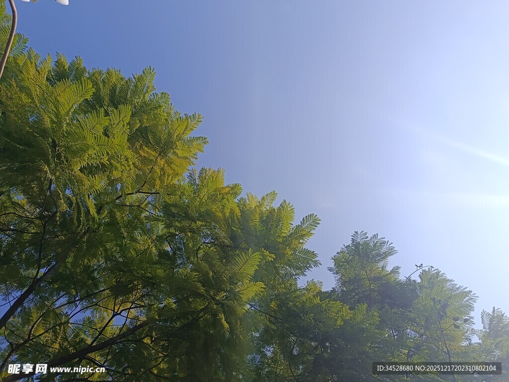 阳光下的葱郁树冠