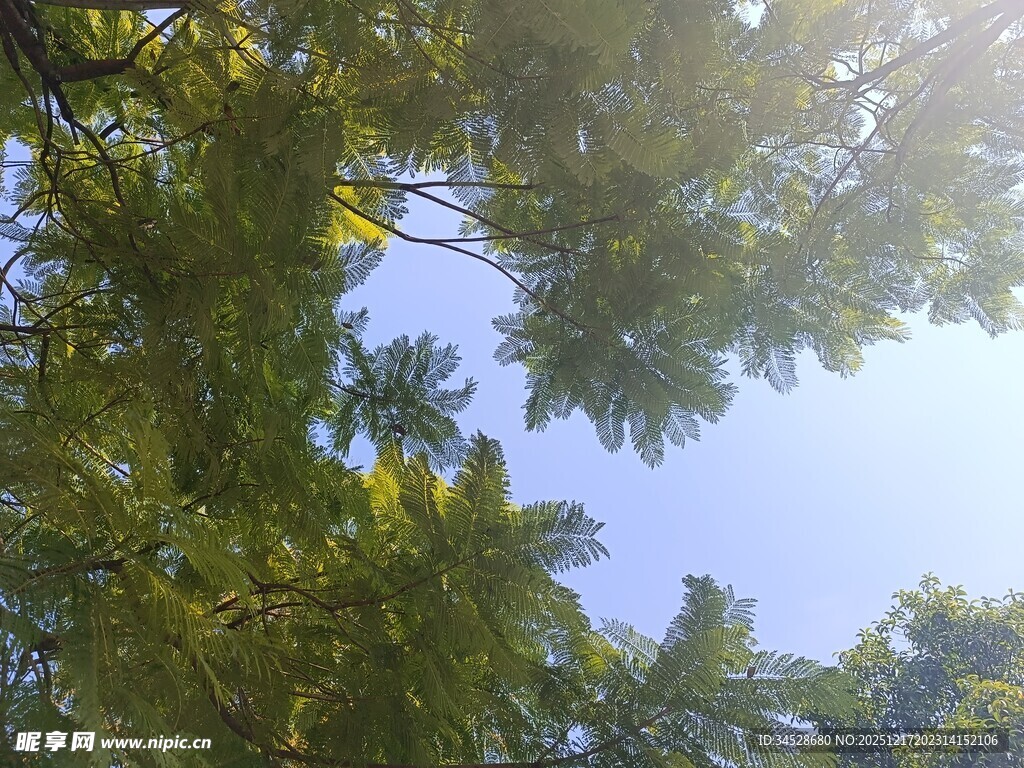 仰观绿树蓝天