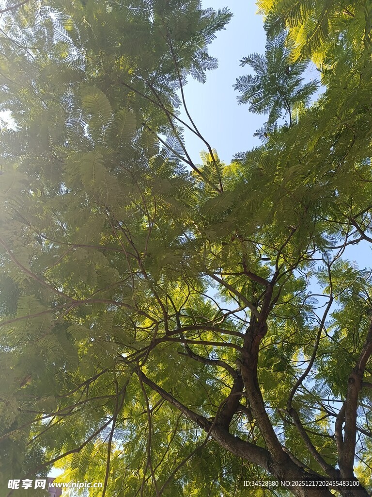 阳光透过枝叶的绿意景象