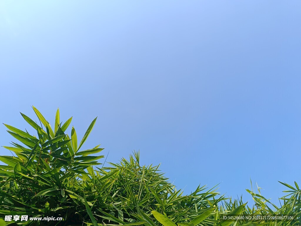 蓝天映衬下的翠绿植物