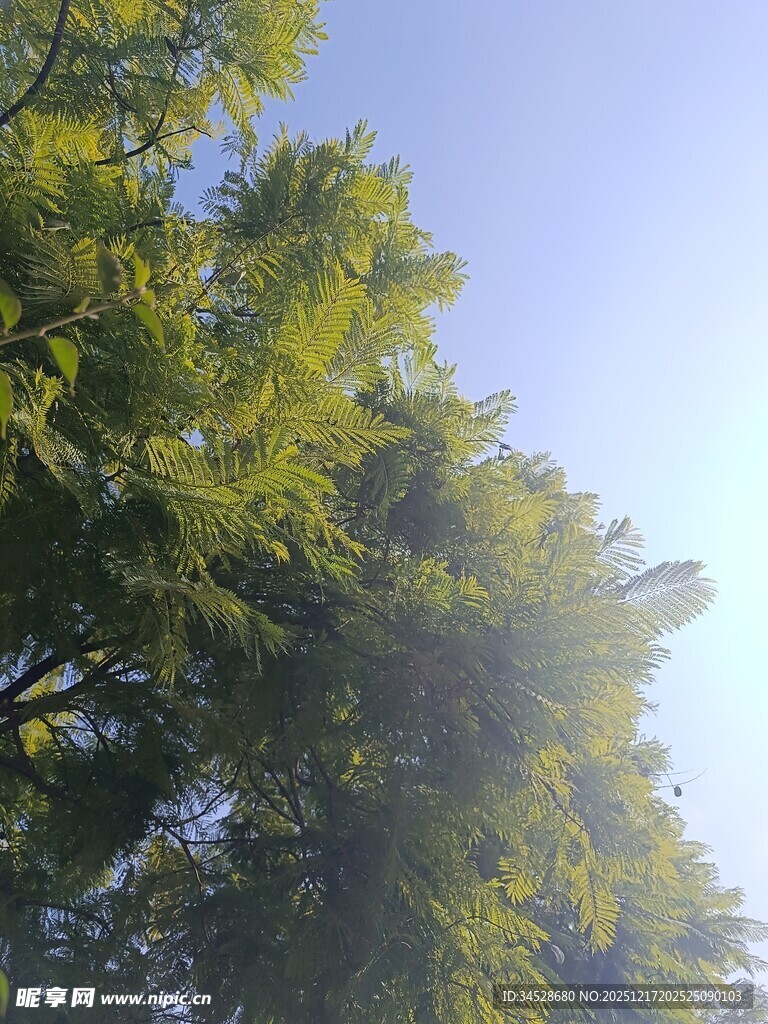 阳光下的繁茂绿树