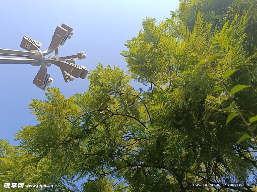 树梢上的气象监测设备