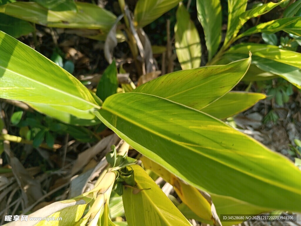 翠绿狭长叶片特写
