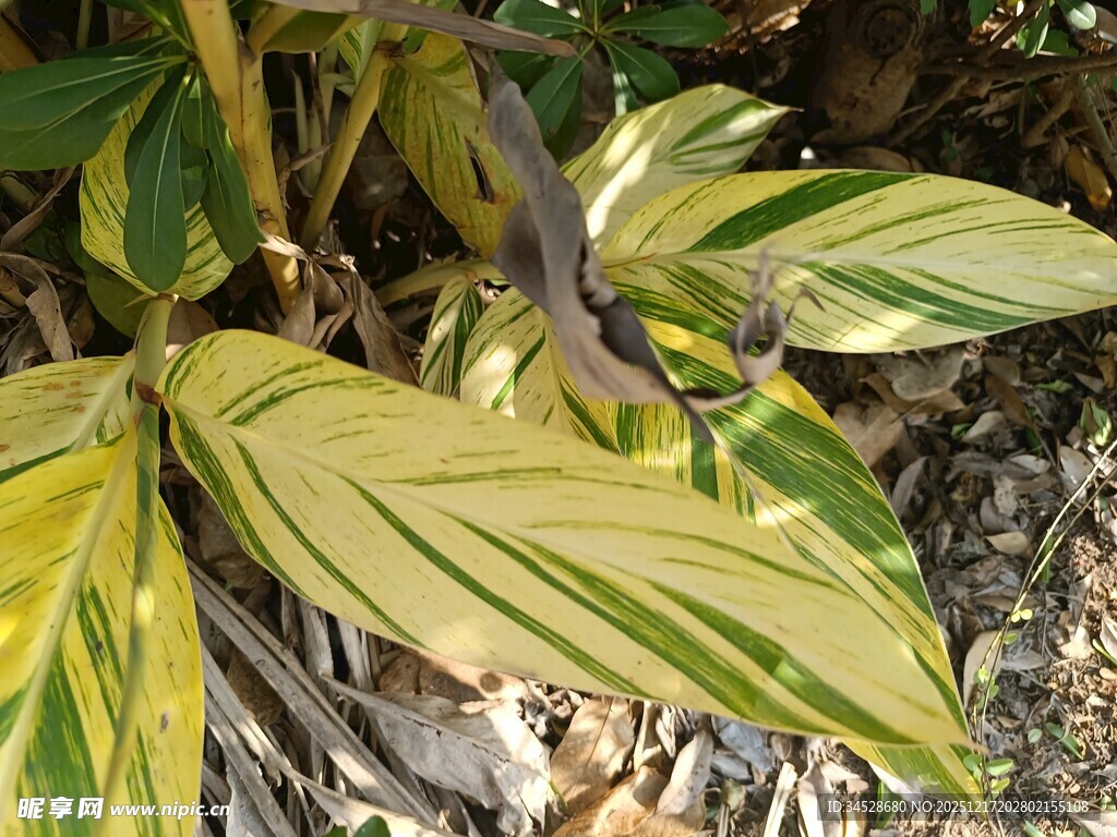 黄绿条纹叶片植物特写