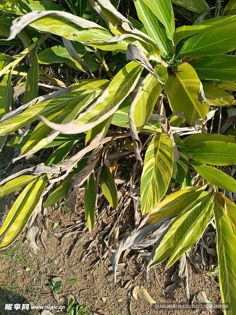 黄绿相间的植物叶片特写