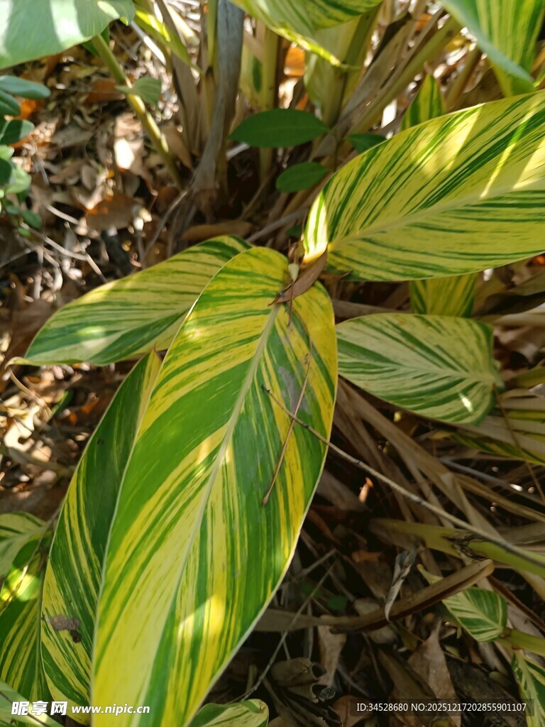 斑斓条纹叶片的绿植