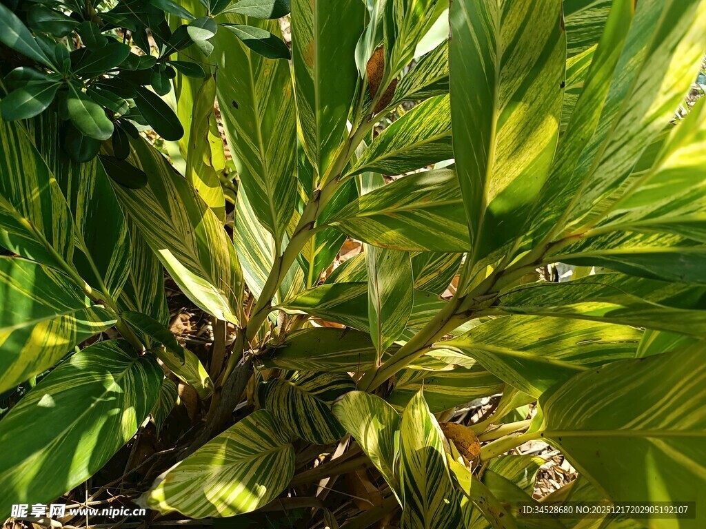 阳光下的翠绿热带植物