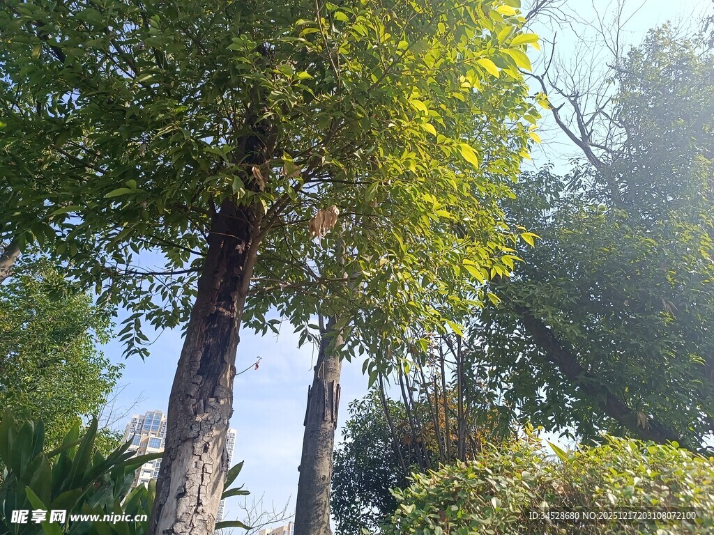 阳光下的葱郁树木