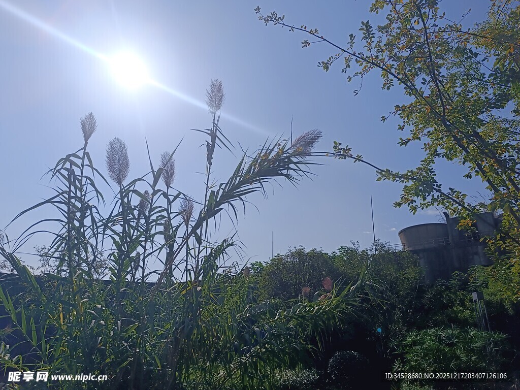 阳光下的绿植与蓝天