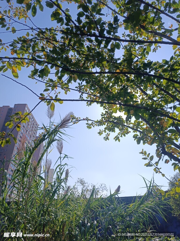 透过枝叶望蓝天高楼