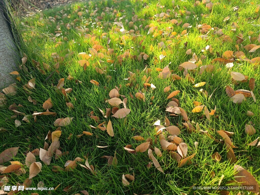 秋日草地落叶美景