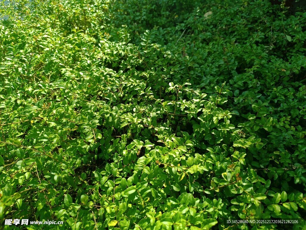 翠绿繁茂的植物景观