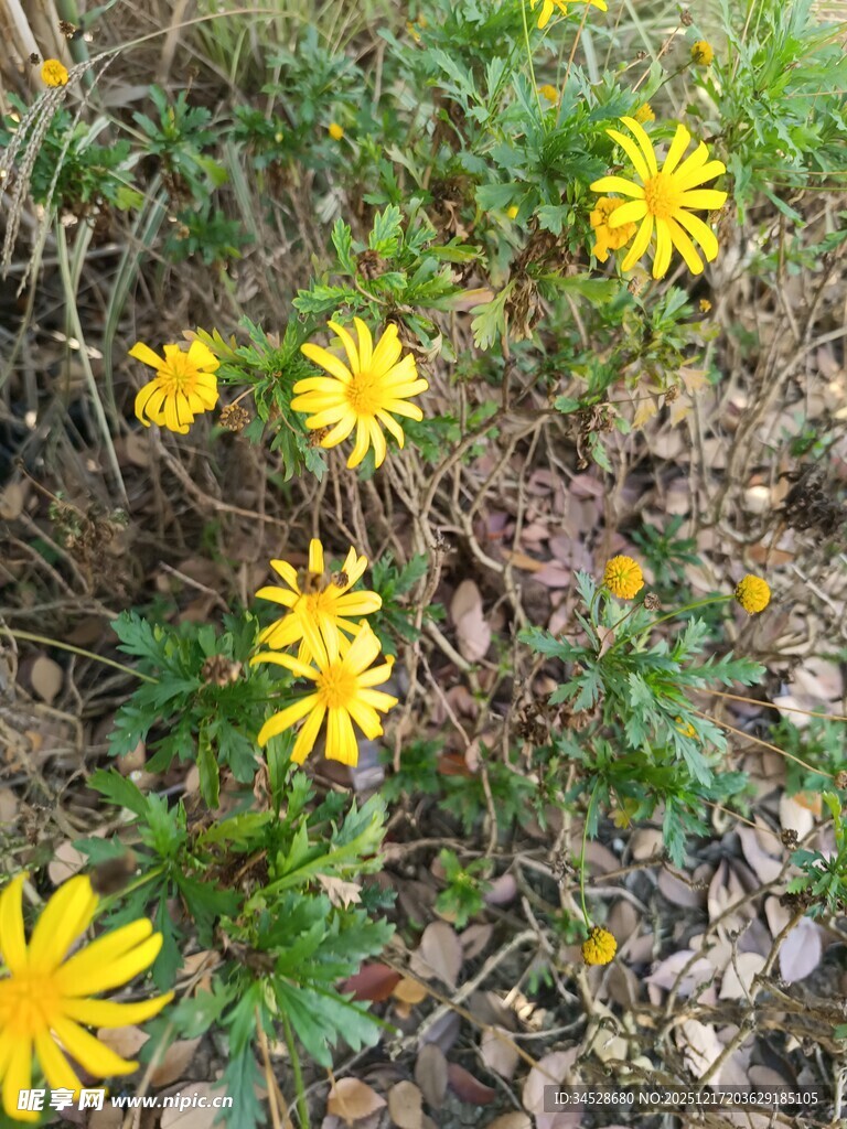 野外绽放的黄色小花