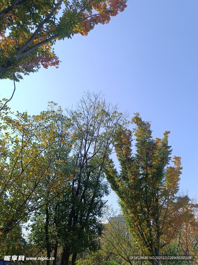 秋日树林蓝天景致