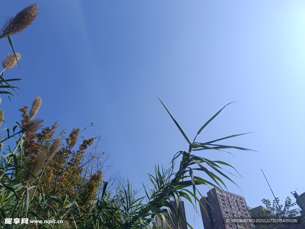 蓝天之下的植物与高楼