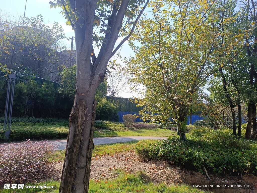 林间小道的静谧自然景致