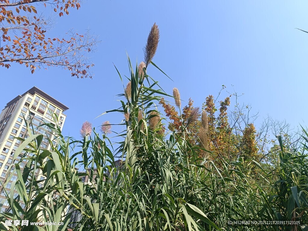 蓝天映衬下的芦苇与高楼