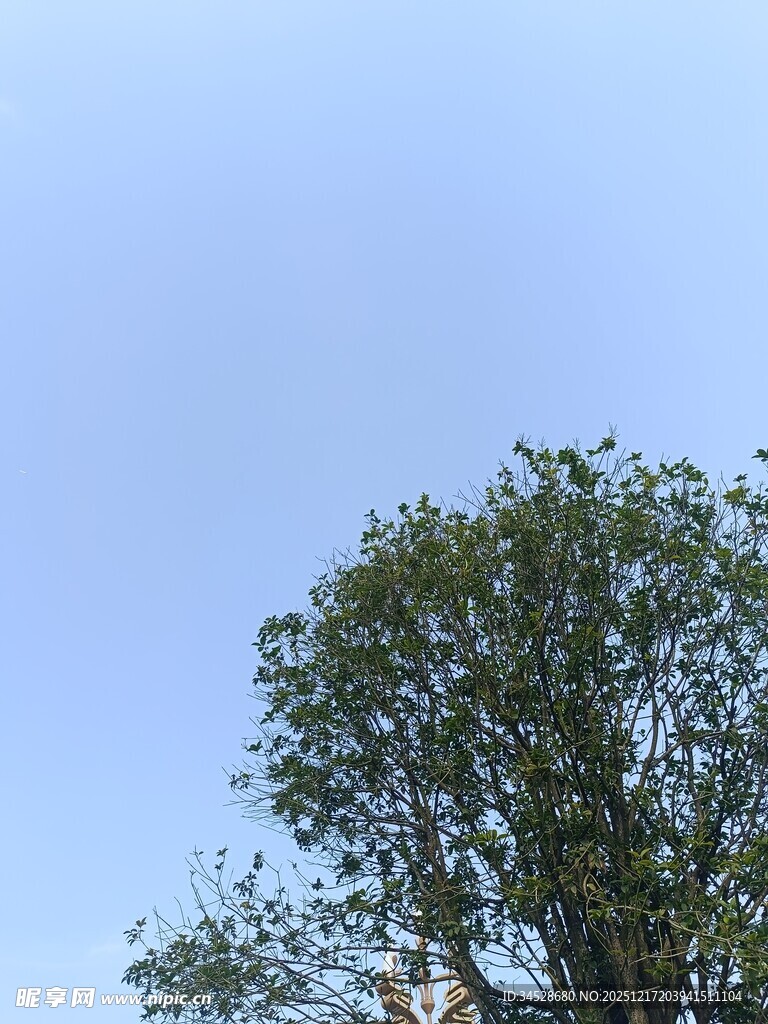 蓝天之下的繁茂绿树