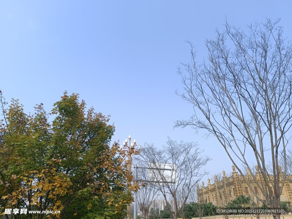 户外树木蓝天景致