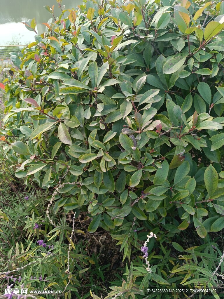 绿叶繁茂的灌木丛