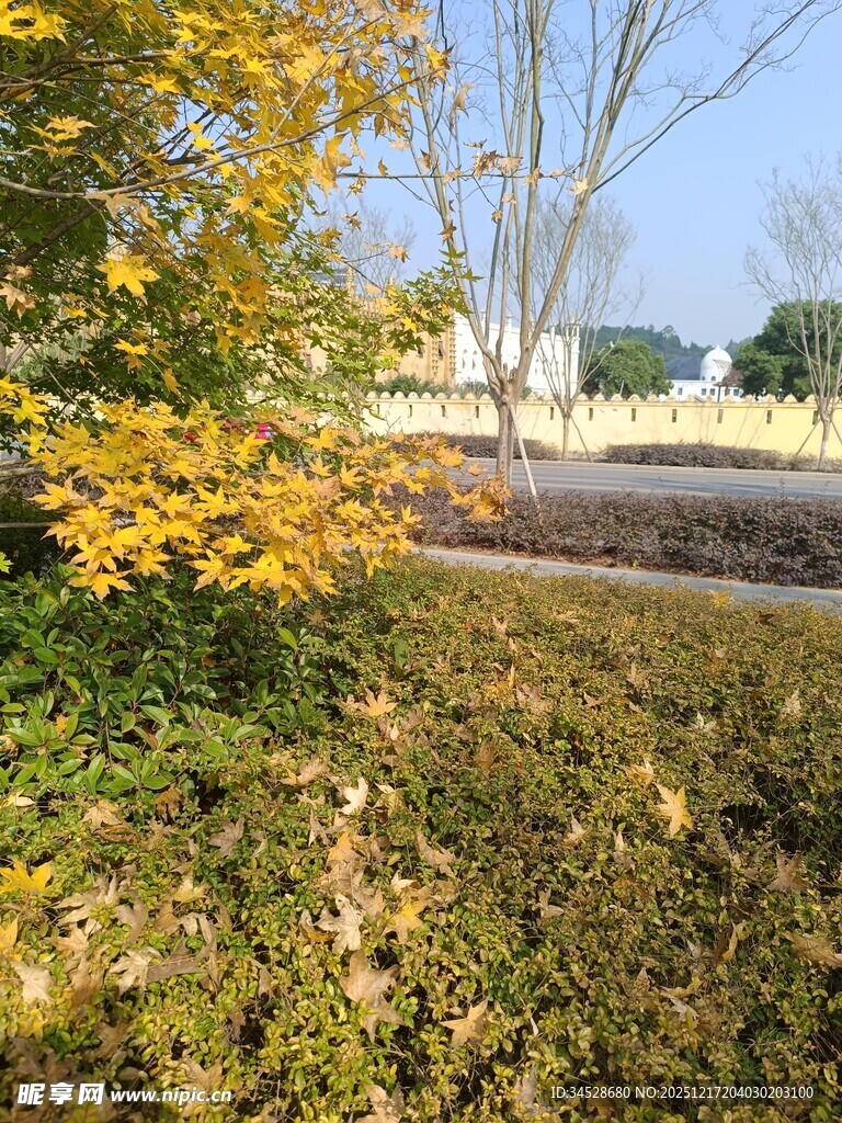 秋日路边的斑斓景致