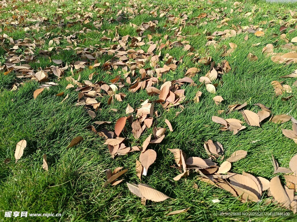 草地上散落的棕色树叶